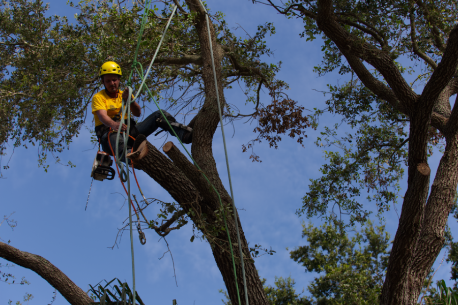 Bay Area arborist working high in a tree with climbing ropes